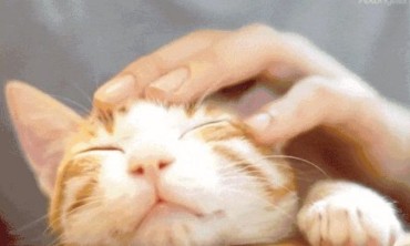 涨知识了！瓷砖居然能引发&ldquo;颅内高潮&rdquo;