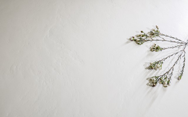 清新系 - 奶油纯